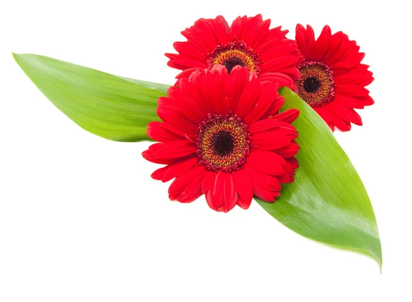 Flores vermelhas de gerbera com folhas verdes — Fotografia de Stock