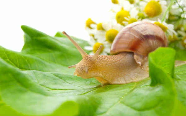 stock image Snail creeping on leaf with a bouquet of camomiles