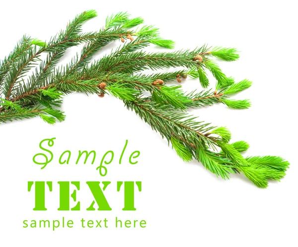 The green spruce branch on a white background — Stock Photo, Image