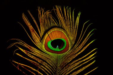 Bright feathers of a peacock close up clipart