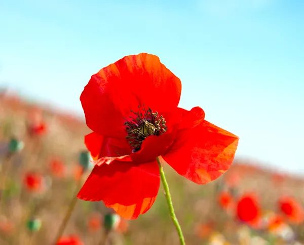 Rote Mohnblumen auf einem Hintergrund aus Mohnfeld — Stockfoto
