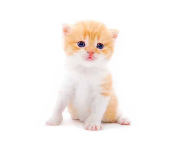 Petit chaton moelleux sur fond blanc — Photo