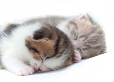 iki uyuyan küçük yavru kedi