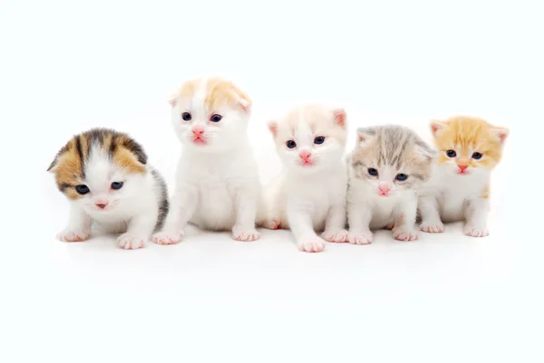 Fünf kleine flauschige Kätzchen auf weißem Hintergrund — Stockfoto