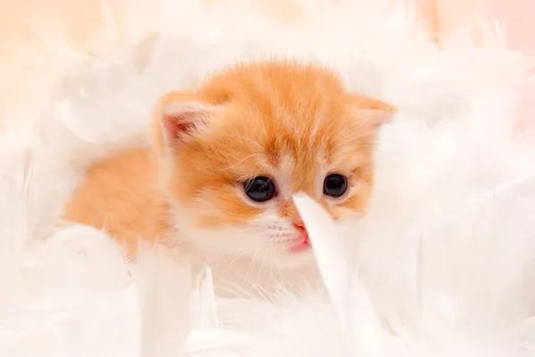 진주 목걸이와 작은 빨간 고양이 — 스톡 사진
