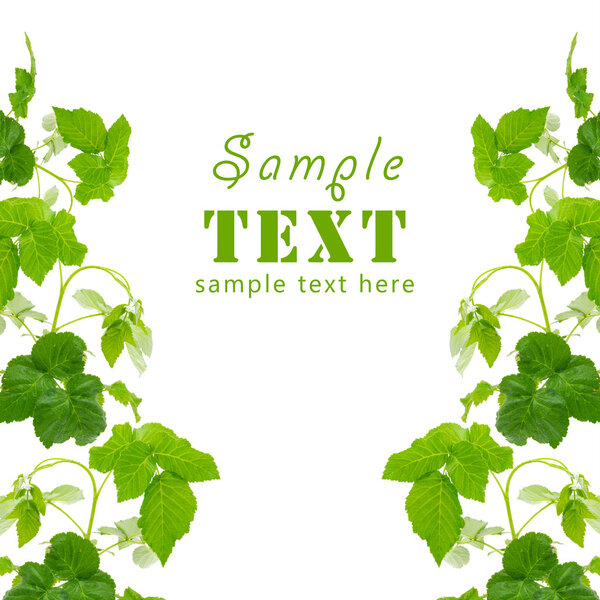 Beautiful background in the form of a young grapevine