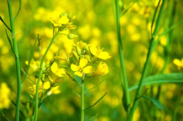 Stock image Field with yellow flowers of rape