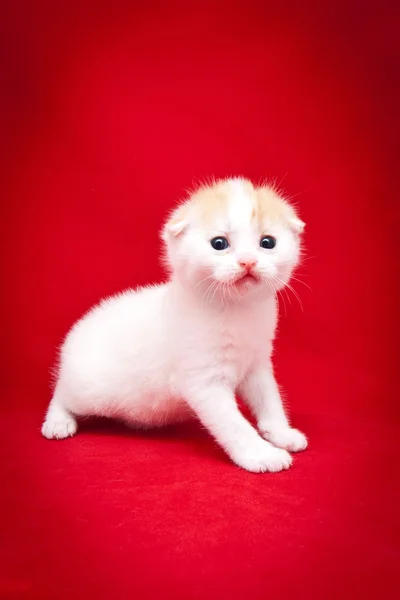 Pequeño gatito esponjoso sobre un fondo rojo — Foto de Stock