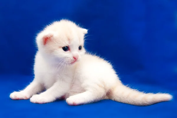 Pequeño gatito esponjoso sobre un fondo azul — Foto de Stock