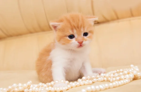 Μικρό κόκκινο γατάκι με ένα περιδέραιο μαργαριταριών — Φωτογραφία Αρχείου