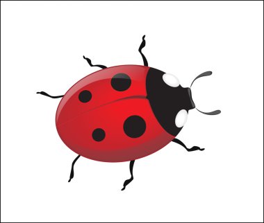 Vector ladybug on a white background clipart