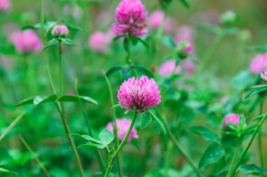 Pink flowers with green clover leaves clipart