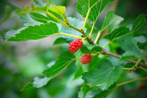 Mulberry bessen rijpen op een boom — Stockfoto