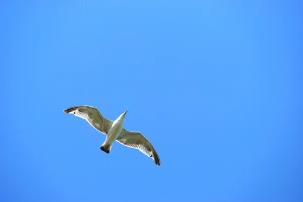 Seagull in flight against the blue sky — Stock Photo, Image
