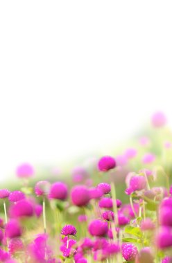 Meadow with gentle pink flowers clipart