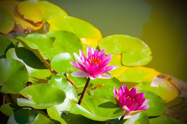 Two pink water lilies in a pond — Stockfoto