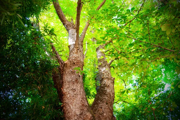 Dichtes, helles - grünes Laub im Holz — Stockfoto