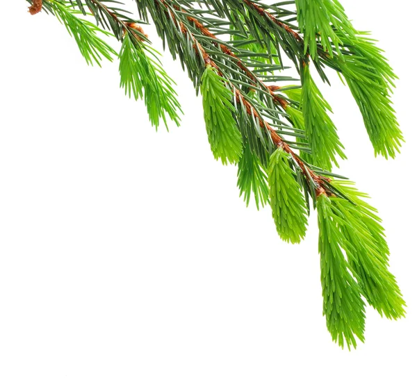白い背景の上の緑の小ぎれいなな枝 — ストック写真