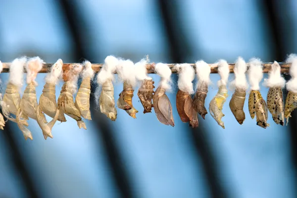 stock image Empty chrysalis of tropical butterflies