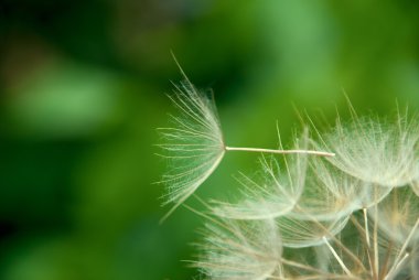 Dandelion close up against the nature clipart