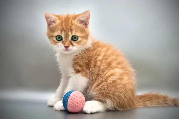 Gatito rojo con una pelota sobre un fondo gris — Foto de Stock