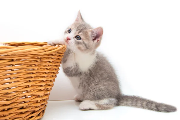 Gatito gris con una cesta de mimbre — Foto de Stock