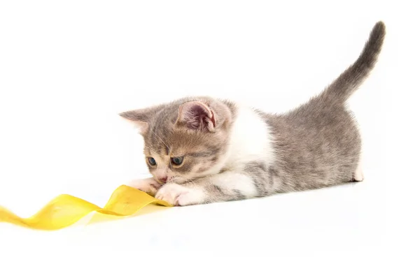 Das kleine Kätzchen spielt ein gelbes Band ab — Stockfoto