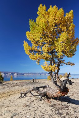 Freaky larch tree on the sand clipart