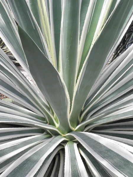 stock image Green plant