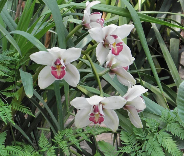 stock image Orchid flowers