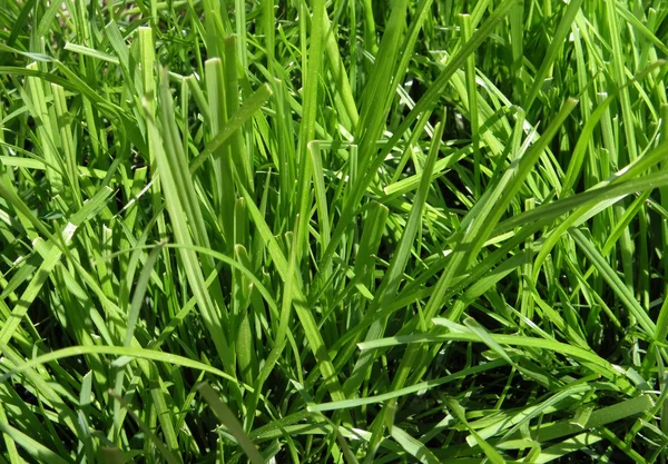 若い緑の芝生 — ストック写真