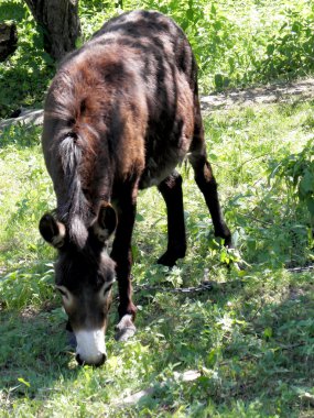 Eşek