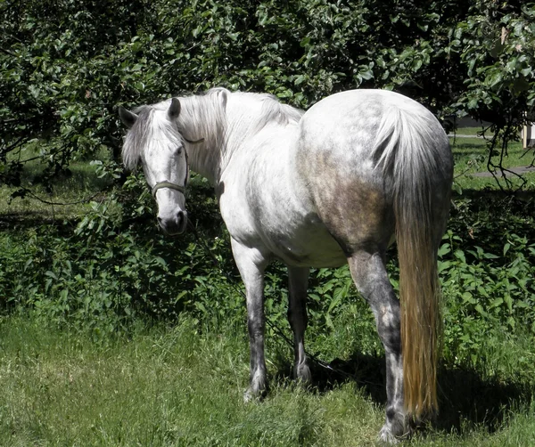 Cavallo — Foto Stock