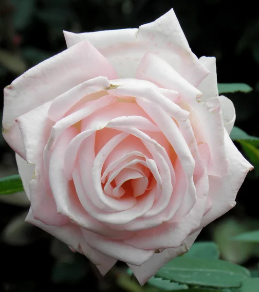 Hvit rose – stockfoto