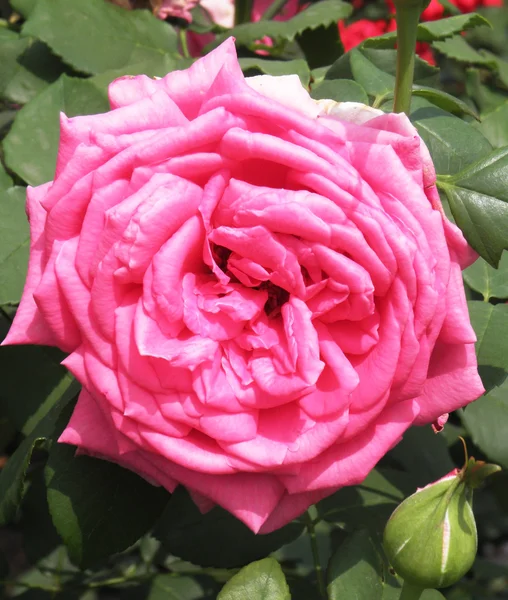 Rosa roja — Foto de Stock