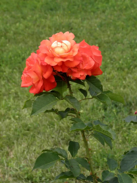 Orange mawar — Stok Foto