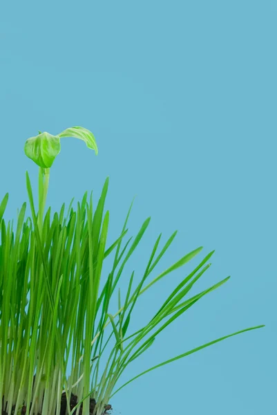 Plantas verdes — Fotografia de Stock