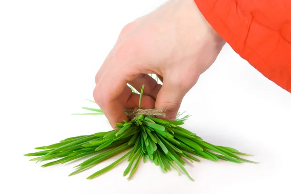 Bunch of grass — Stock Photo, Image