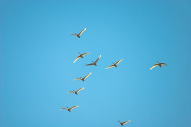 Flight of swans clipart