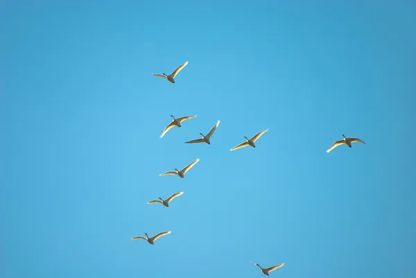 stock image Flight of swans