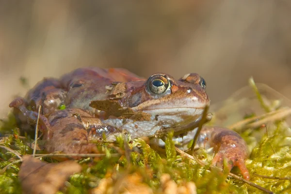 Moor frog — Stock Photo, Image