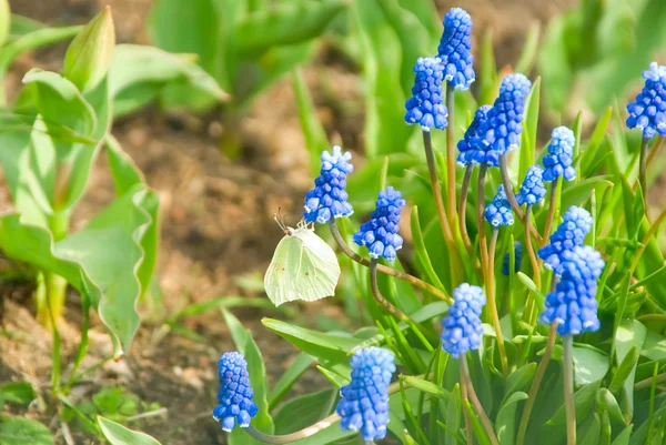 Cavoli farfalla bianca — Foto Stock