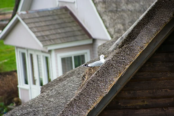 Seagull nested — Stock Photo, Image