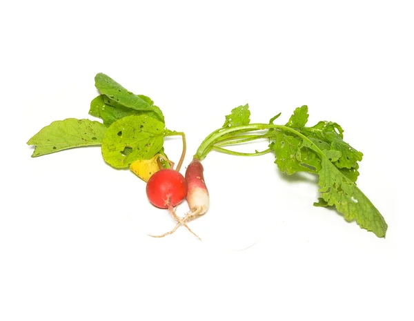 stock image Garden radish