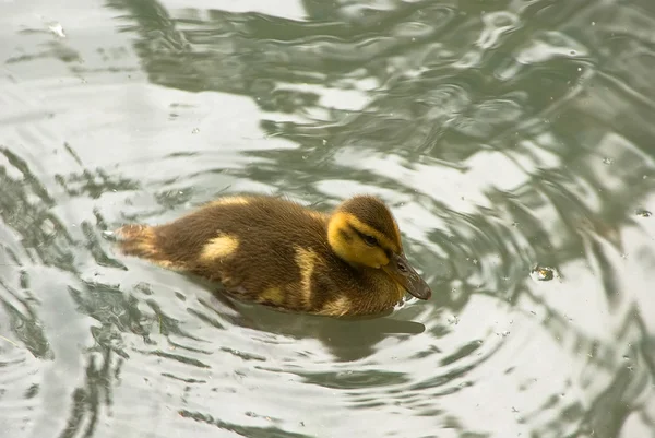 The duckling — Stock Photo, Image