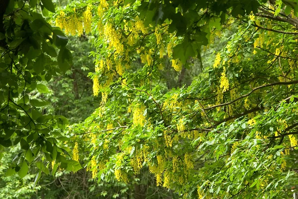 Blossoming acacia — Stock Photo, Image