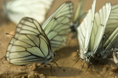 Aporia crataegi