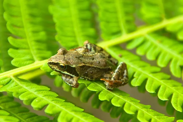 Young frog — Stock Photo, Image