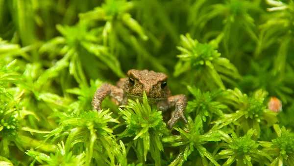 Young toad look — Stock Photo, Image