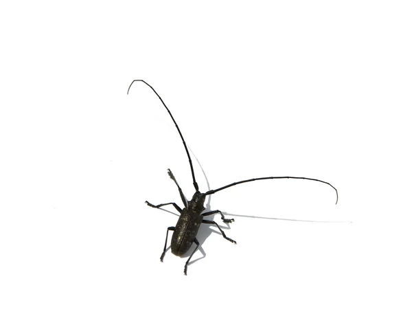 Oğlak böceği — Stok fotoğraf